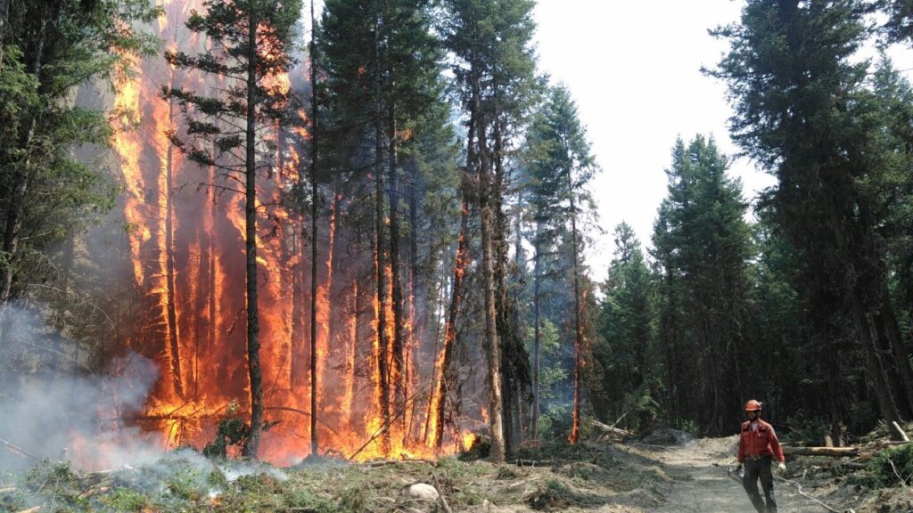 Capitalism makes wildfires more destructive